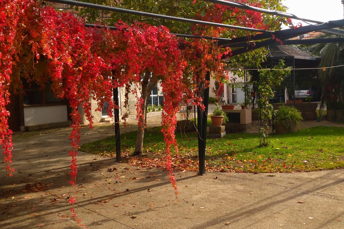 PATIO-JARDÍN